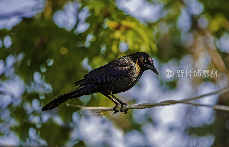 普通的白头翁(Quiscalus quiscula)是一种大型黄疸，在北美大部分地区大量发现。佛罗里达奥杜邦保护区